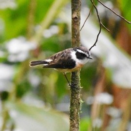 Saxicola_tectes-Tec_tec-MUSCICAPIDAE-Endemique_Reunion-MB3_4561b.jpg