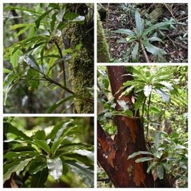 Sideroxylon_majus-Bois_de_fer-SAPOTACEAE-Endemique_Reunion-20231121_200612.jpg