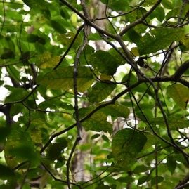 Tabernaemontana_mauritiana-Bois_de_lait-APOCYNACEAE-Endemique_Reunion_Maurice-MB3_4547.jpg