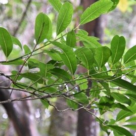 Tambourissa_sp-Bois_de_tambour-MONIMIACEAE-Endemique_Reunion-MB3_4548.jpg