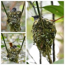 Terpsiphone_bourbonnensis-Oiseau_la_Vierge(femelle)_MONARCHIDAE-Endemique_Reunion-20231121_201933.jpg