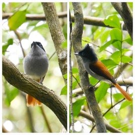 Terpsiphone_bourbonnensis-Oiseau_la_Vierge(male)_MONARCHIDAE-Endemique_Reunion-20231121_201933.jpg20231121_201654.jpg