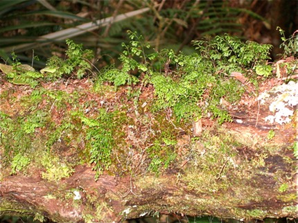 Hymenophyllum IMG_4663
