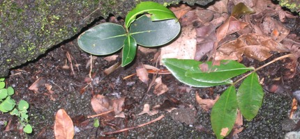 Les photos de Mare Longue