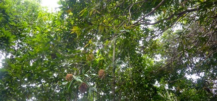 Les photos de M.-C. Hoareau à Mare Longue