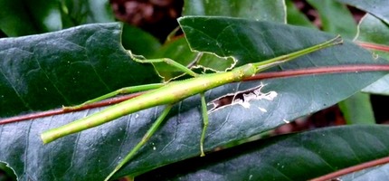 Les photos de Nicole CRESTEY