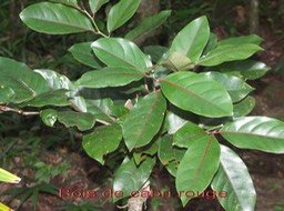 ML- Bois de cabri rouge- Casearia coriacea - Salicacee- BM