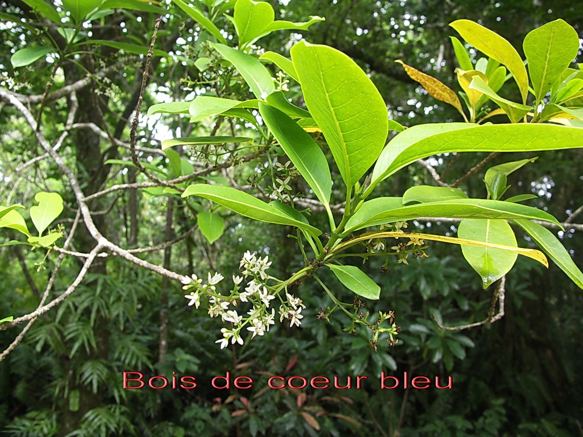 ML- Bois de coeur bleu- Chionanthus broomeana-