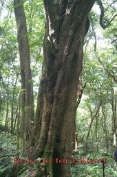 ML- Bois de fer batard - Labourdonnaisia colophylloides- Sapotacee-B