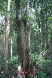 ML- Bois de gaulette- Doratoxylon apetalum- Sapindacee-I
