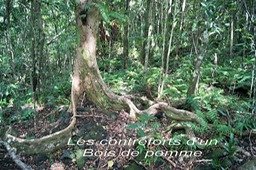 ML- Bois de pomme avec ses contreforts