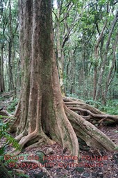 Ml- Bois de pomme rouge- Syzygium cymosum - Myrtacee-BM