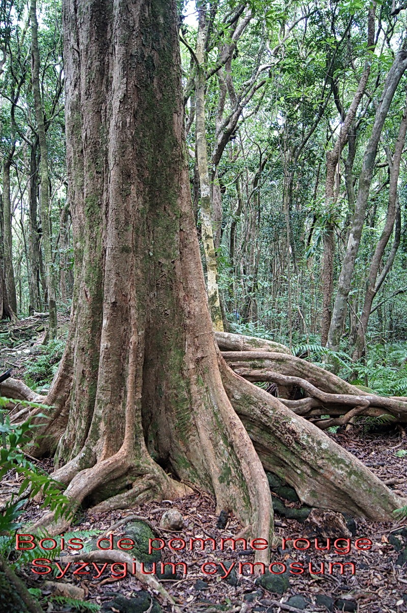 Ml- Bois de pomme rouge- Syzygium cymosum - Myrtacee-BM