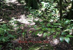 ML- Bois de prune marron- Myonima obovata- Rubiacee-BM