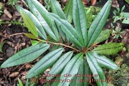 ML- Bois de rongue- Erythroxylon laurifolium- Erythroxylacee- BM - Copie