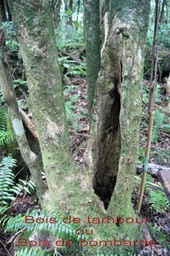 ML- Bois de tambour ou Bois de bombarde- Tambourissa elliptica - Monimiacee-B - Copie