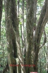 ML- Bois maigre - Nuxia verticillata - Stilbacee-I