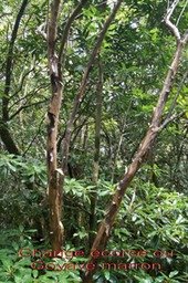 ML- Change ecorce ou goyave marron - Aphloia theiformis-Aphloiacee- I