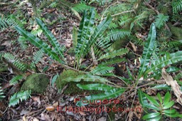 ML- Elaphoglossum - Dryopteridacee- I