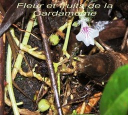 ML- Fleur et fruits de la Cardamome