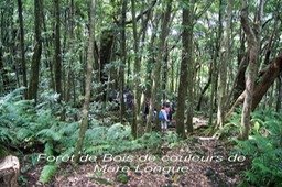 ML- Foret de Mare Longue- Saint Philippe