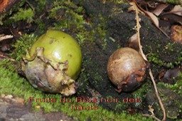 ML- Fruits du Bois noir des hauts