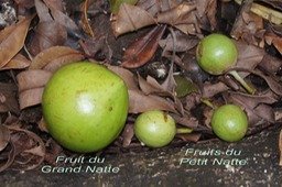 ML- Fruits du Grand Natte et du Petit Natte