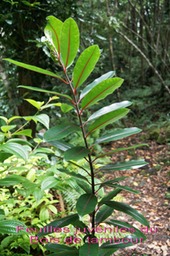 ML- Jeune pied de Bois de tambour ou Bois de bombarde