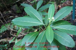 ML- Losto cafe - Gaertnera vaginata - Rubiacee-E