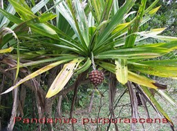 ML- Pandanus purpurascens - Pandanacee- B
