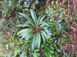 1 Plante mystère