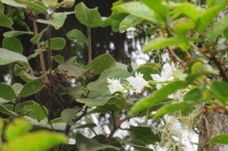 ??? ??? Polystachya cultriformis - - Orhidacea - Indigène Réunion