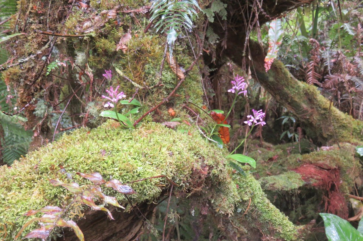 Arnottia mauritiana - - ORCHIDACEAE