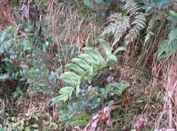 2 blechnum marginat