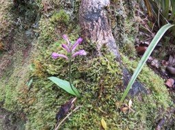 Arnottia mauritiana - - ORCHIDACEAE