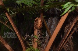 Cyathea glauca DSC_5393