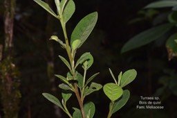 Turraea sp. DSC_5388