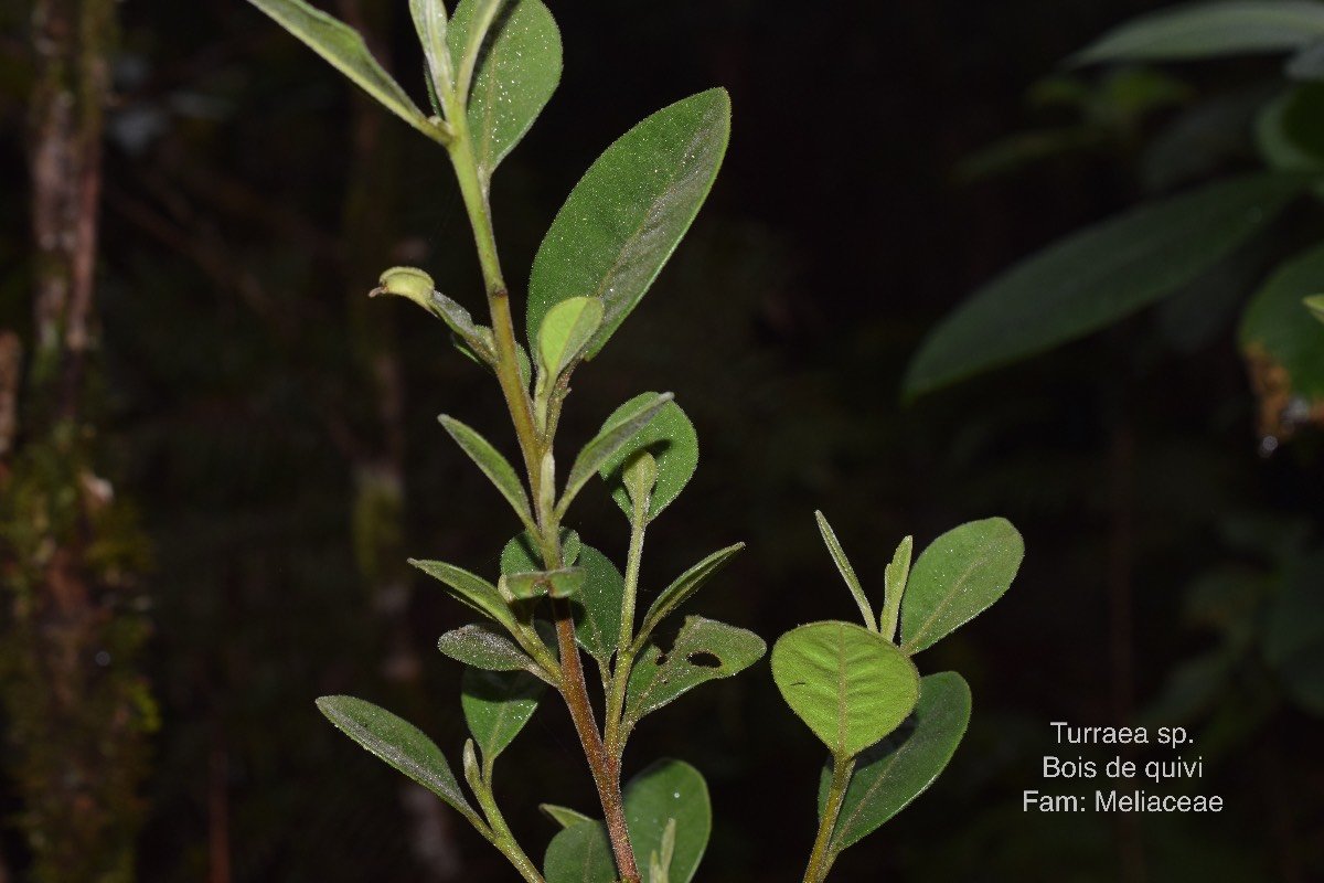 Turraea sp. DSC_5388