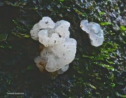 Tremella fuciformis .Tremelle fucus . ( champignon  ) tremellaceae. P1029634