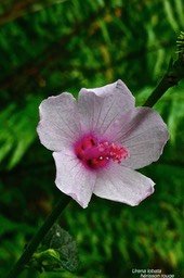 Urena lobata.hérisson rouge.malvaceae.indigène Réunion.P1029853