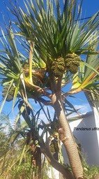 039 Pandanus utilis Vacoa Pandanaceae 