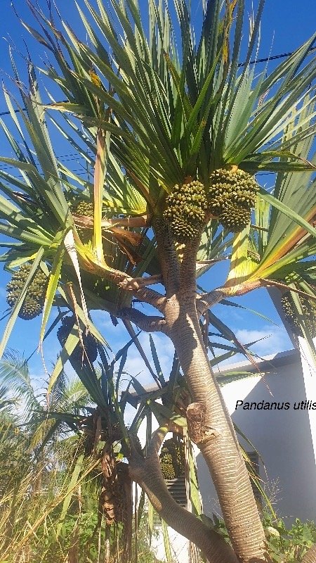 039 Pandanus utilis Vacoa Pandanaceae 
