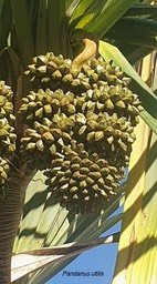 058 Pandanus utilis Vacoa Pandanaceae jpg