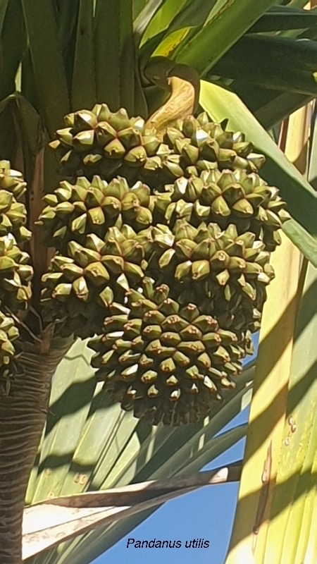 058 Pandanus utilis Vacoa Pandanaceae jpg