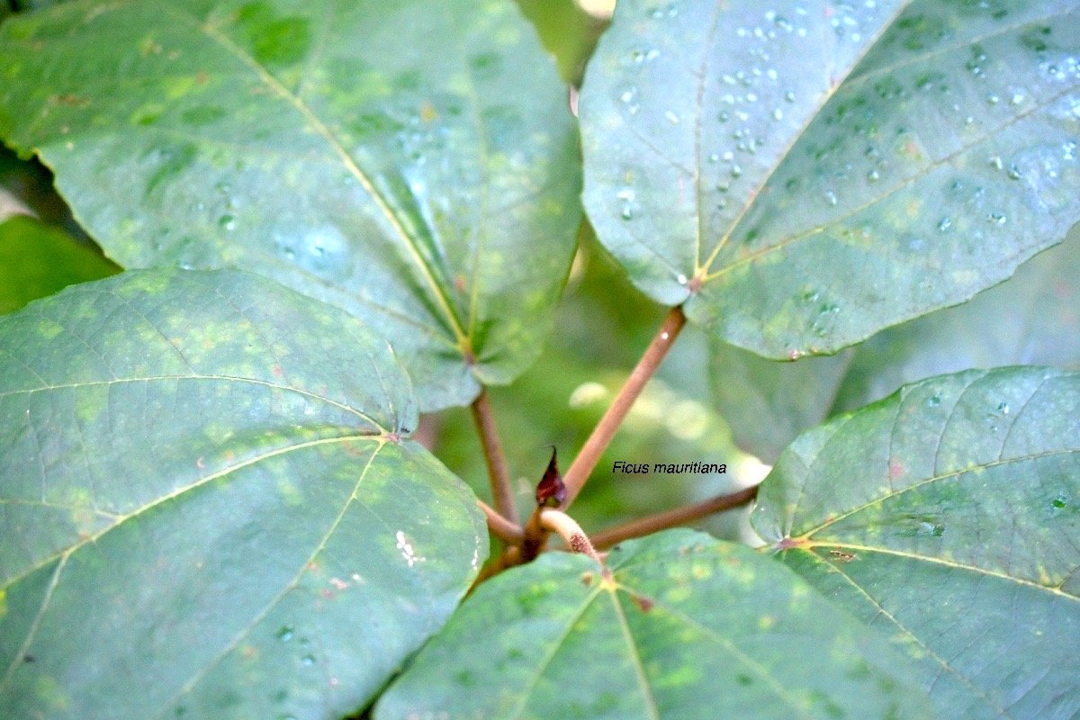 5660 Ficus mauritiana Affouche rouge Moraceae Endémique Réunion, Maurice