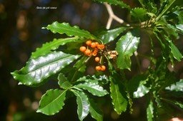 5661 Pittosporum senacia Bois de joli coeur Pittosporaceae Indigène La Réunion