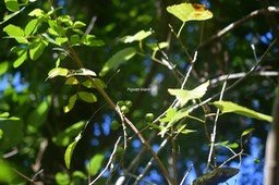 5663Ficus lateriflora Figuier blanc Moraceae Endémique Mascareignes