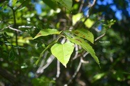 5666 Ficus lateriflora Figuier blanc Moraceae Endémique MascareignesJPG