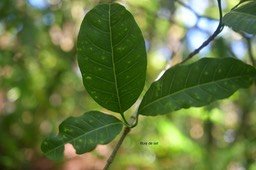 5668 Tabernaemontana mauritiana Bois de lait Apocynaceae Endémique Réunion, Maurice
