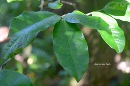 5670 Diospyros borbonica Bois noir des hauts Ebenaceae Endémique Réunion, Maurice